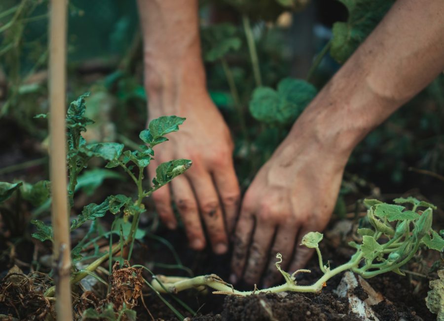 person holding green plant stem