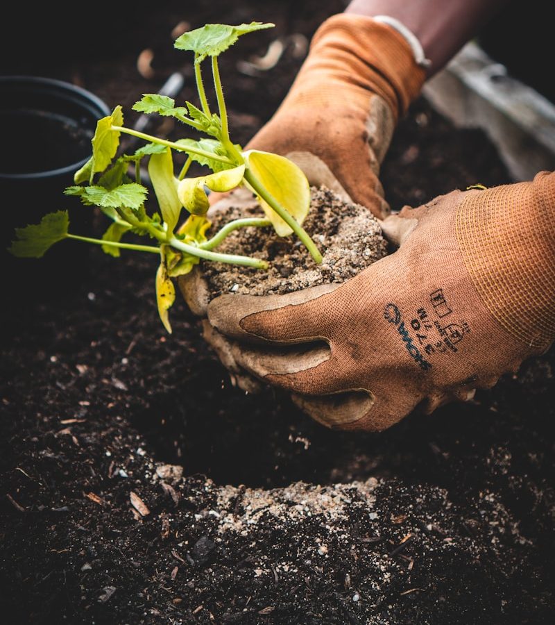person holding green plant on black pot